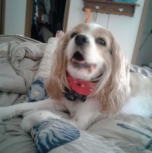 Meet your Posher, David